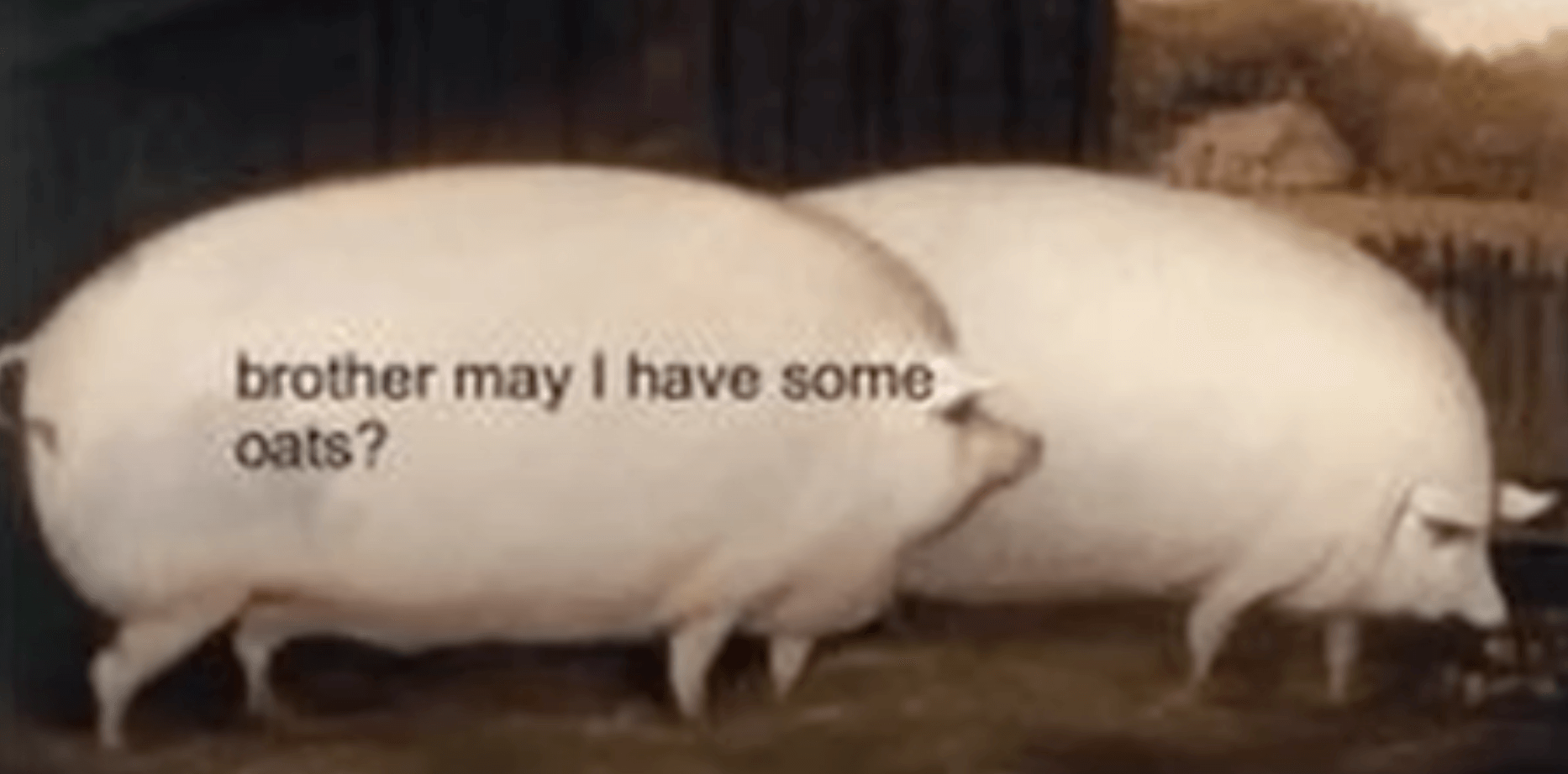 Brother, may I have some oats – transcribed text